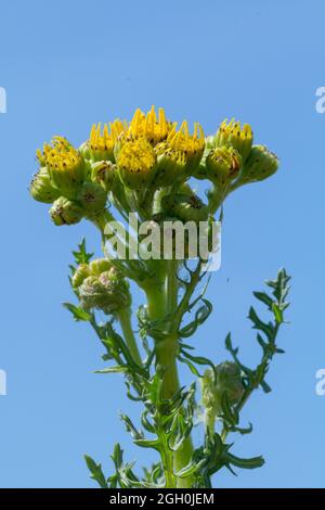 La fleur jaune vif de l'armoise (Senecio jacobea) pousse lors d'un jour de Summers brillant à Barnham Cross Common, Thetford, Norfolk Banque D'Images