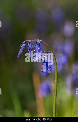 Une tige de petites cloches bleues (jacinthoides non-scripta) assise dans un bois de bluebell dans le Suffolk au bois de Bradfield dans le Suffolk Banque D'Images