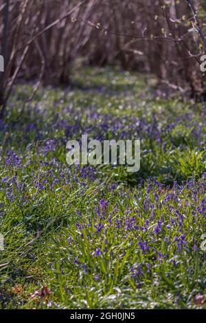 Avenue des cloches (jacinthoides non-scripta) sous les arbres au bois de Bradfield dans le Suffolk Banque D'Images