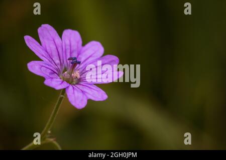 La délicate fleur rose et pourpre du crâne de hedgerow (Geranium pyrenaicum) qui pousse sur les déchets de Newmarket Banque D'Images