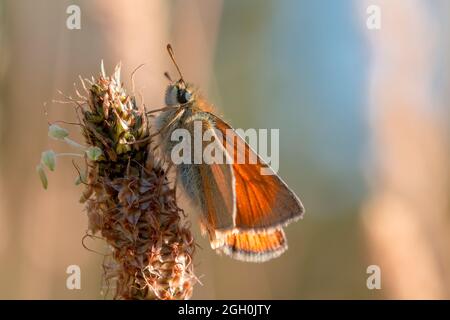 Un petit papillon de skipper (Thymelicus sylvestris) se trouve sur une vieille tête de fleur dans la végétation de la forêt de Thetford, Suffolk Banque D'Images