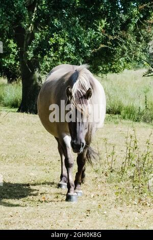 Le poney konik (Equus ferus caballus) longe la réserve de Suffolk sous le soleil d'été Banque D'Images