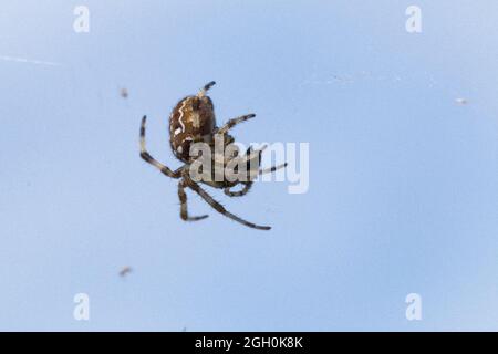 Une araignée de jardin européenne (Araneus diadematus) se nourrit à la volée tout en étant assise sur son web à Redgrave et Lopham fen Banque D'Images