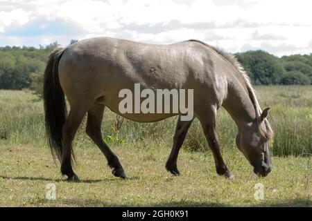 Une des poneys konik sur la réserve du Suffolk à Redgrave manger l'herbe sur le chemin Banque D'Images