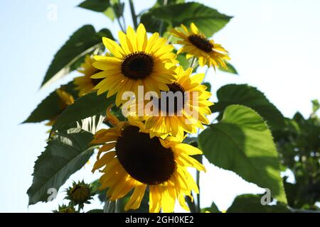 Tournesols sur fond jaune. Gros plan fleuri. Composition de dessus-en-dessous de plat avec de beaux tournesols de soleil. Vue de dessus Banque D'Images
