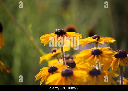 Fleurs gros plan de l'Echinacea paradoxa dans la lumière du soleil Banque D'Images