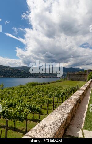 Angera, Italie. 05e juin 2020. Vignoble à la Rocca di Angera, Lago Maggiore, Varèse, Italie crédit: Agence de photo indépendante/Alamy Live News Banque D'Images