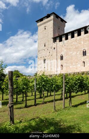 Angera, Italie. 05e juin 2020. Vignoble à la Rocca di Angera, Lago Maggiore, Varèse, Italie crédit: Agence de photo indépendante/Alamy Live News Banque D'Images