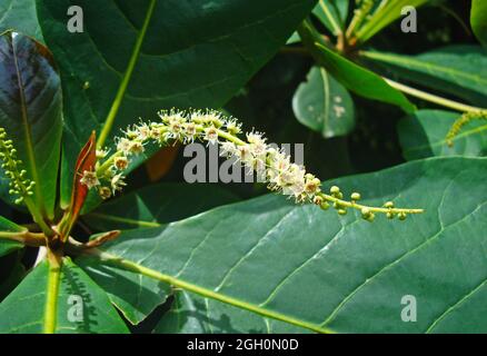 Fleurs d'amande de MALABAR sur l'arbre (Terminalia catappa) Banque D'Images