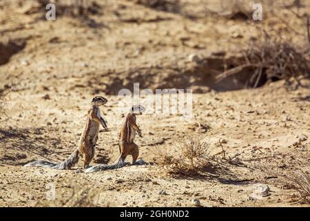 Deux écureuils en état d'alerte dans les terres sèches du parc transfrontier de Kgalagadi, en Afrique du Sud; espèce famille des Sciuridae Xerus inauris Banque D'Images