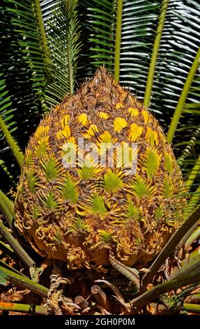 Feuilles nouvelles de palmier sagou (Cycas Revoluta), Minas Gerais, Brésil Banque D'Images