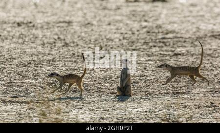 Trois Meerkats en cours de fonctionnement dans les terres arides du parc transfrontier de Kgalagadi, Afrique du Sud; famille des espèces Suricata suricata d'Herpestidae Banque D'Images