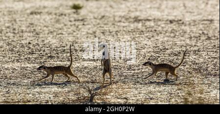 Trois Meerkats en cours de fonctionnement dans les terres arides du parc transfrontier de Kgalagadi, Afrique du Sud; famille des espèces Suricata suricata d'Herpestidae Banque D'Images