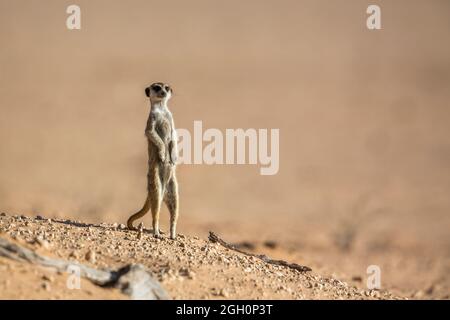 Meerkat en alerte dans la zone désertique du parc transfrontier de Kgalagadi, Afrique du Sud; famille des espèces Suricata suricata de Herpestidae Banque D'Images