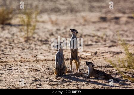 Trois Meerkat en alerte dans la zone désertique du parc transfrontier de Kgalagadi, en Afrique du Sud; famille des espèces Suricata suricata d'Herpestidae Banque D'Images