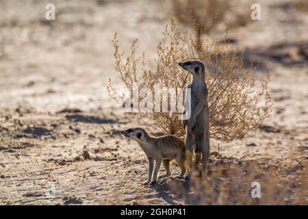 Deux Meerkat en alerte dans la zone désertique du parc transfrontier de Kgalagadi, en Afrique du Sud; famille des espèces Suricata suricata d'Herpestidae Banque D'Images