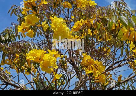 Fleurs de trompette d'or ou fleurs d'ipe jaune (Handroanthus chrysotrichus) Banque D'Images