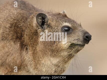 Profil gros plan d'un cap Dassie ou hyrax vu du côté, Afrique du Sud Banque D'Images