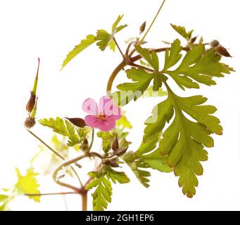 Géranium robertianum, communément connu sous le nom de Herb-Robert, Red Robin, la mort vient rapidement, renard géranium, Scinking Bob, Squinter-pip, pied-de-biche ou Roberts ge Banque D'Images