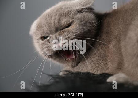 Un chat écossais paresseux et gras est endormi endormi. Chat malsain. Banque D'Images