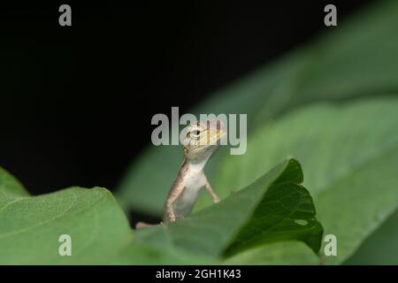 Un lézard de jardin oriental (femelle) sur la feuille sur le jardin de la maison Banque D'Images