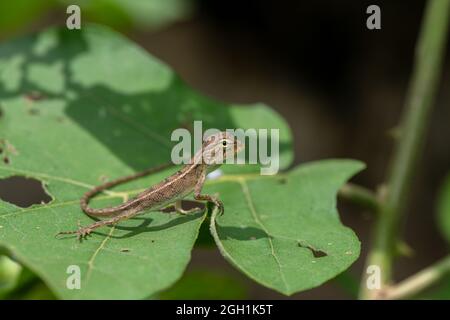 Un lézard de jardin oriental (femelle) sur la feuille sur le jardin de la maison Banque D'Images