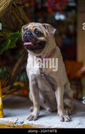 Mignon chiot beige pug assis sur la table et souriant gaiement. Photo de haute qualité. Banque D'Images