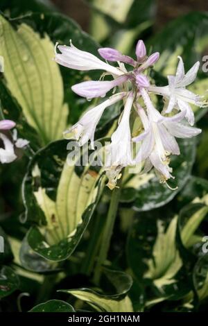 HostA 'tourbillon' Pale Lavender, fleur en forme d'entonnoir Banque D'Images