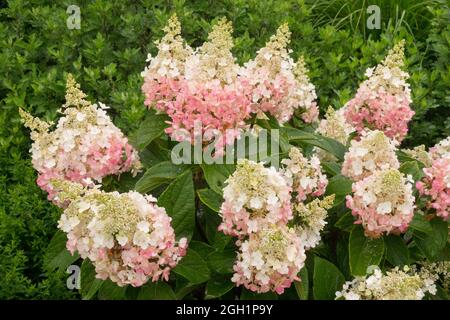 Hydrangea paniculata rose blanc Banque D'Images