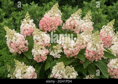 Hydrangea paniculata 'Pinky Winky' Banque D'Images