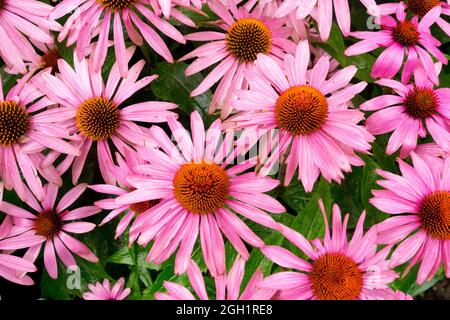 Rose vif fleurs des conées Echinacea purpurea 'Feeling Pink' Banque D'Images