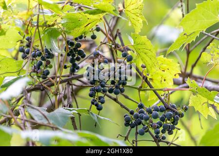 La vigne sauvage de raisin, Vitis riparia sur une rive de rivière dans le Wisconsin Banque D'Images