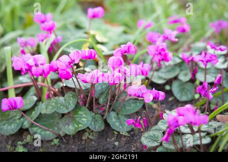 Cyclamens, coum de cyclamen, fleurissent dans un jardin britannique en hiver Banque D'Images