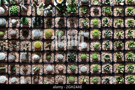 Les rangées de variétés et les espèces de petits cactus dans le mini pot en lumière du soleil du matin prennent de la vue de dessus grand angle de la ferme de serre de cactus. Banque D'Images