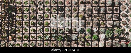 Les rangées de variétés et les espèces de petits cactus dans le mini pot en lumière du soleil du matin prennent de la vue de dessus grand angle de la ferme de serre de cactus. Banque D'Images