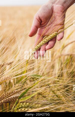 Les agriculteurs inspectent le champ agricole et contrôlent la qualité de la récolte d'orge avant la récolte. Main femelle touchant une plante de céréales mûre Banque D'Images