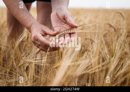 Les agriculteurs inspectent le champ agricole et contrôlent la qualité de la récolte d'orge avant la récolte. Main femelle touchant une plante de céréales mûre Banque D'Images