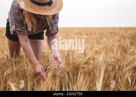 Les agriculteurs inspectent le champ agricole et contrôlent la qualité de la récolte d'orge avant la récolte. Main femelle touchant une plante de céréales mûre Banque D'Images