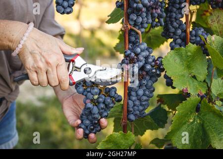 Récolte de raisins de ferme dans le vignoble. Femme utilisant des sécateurs pour cueillir des raisins rouges lors de la récolte d'automne Banque D'Images