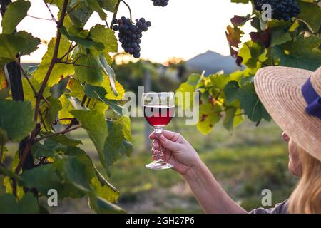 Femelle, vintner, qui examine un verre de vin rouge dans le vignoble. Femme dégustant du vin maison Banque D'Images