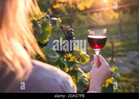 Femme examinant la couleur du vin rouge en verre de vin à travers la lumière du soleil pendant le coucher du soleil. Dégustation de vin vintner au vignoble Banque D'Images