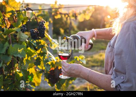 Femme versant du vin rouge dans un verre à boire au vignoble. Sommelier qui goûtant du vin à l'extérieur au coucher du soleil Banque D'Images