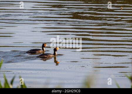 Une paire de grands grebes à crête (Podiceps cristatus) nageant à travers le réservoir de Weir Wood Banque D'Images