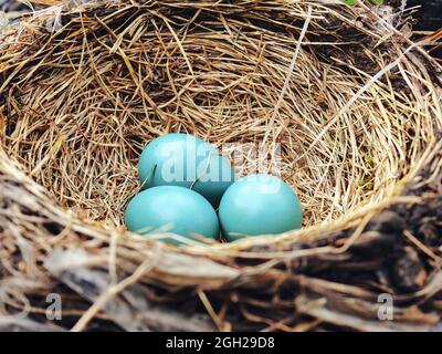 Oeufs dans le Nest: Trois oeufs de robin bleu vif nichés dans le nid d'oiseaux