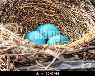 Oeufs de Robin dans le Nest : trois oeufs d'oiseau de Robin bleu américain nichés dans un nid d'oiseau. Banque D'Images