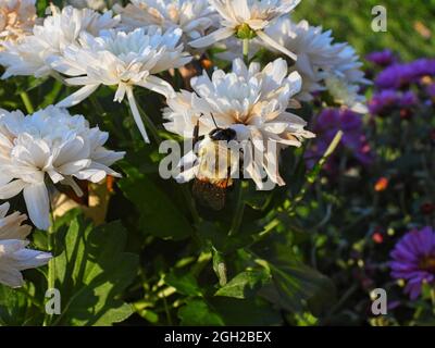 Abeille sur une fleur: Grande abeille charpentier sur une fleur de maman blanche dans la lumière du soleil sur un jour d'automne macro vue Banque D'Images