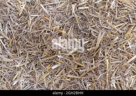 Photo détaillée d'une balle de paille dans une grange de bétail d'une ferme laitière aux pays-Bas Banque D'Images