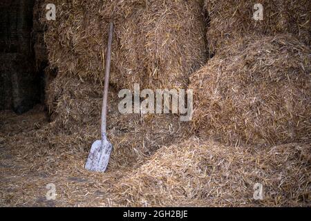 Bêche contre balles de paille dans un hangar de bétail dans une ferme laitière aux pays-Bas Banque D'Images