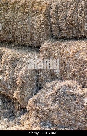 Balles de paille empilées dans une grange d'une ferme laitière aux pays-Bas Banque D'Images