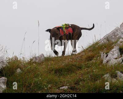 Un Bull-terrier américain dans les montagnes Banque D'Images